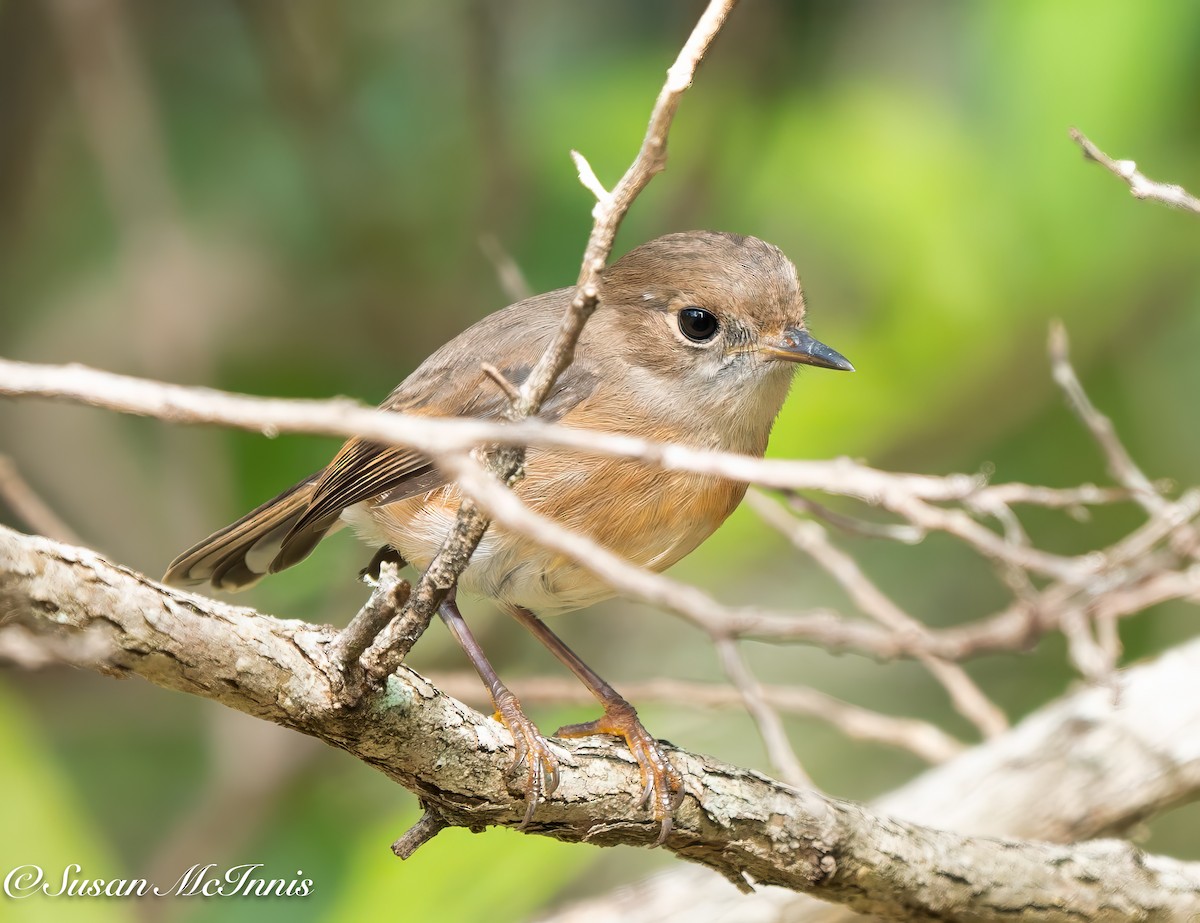 Norfolk Robin - ML617968278