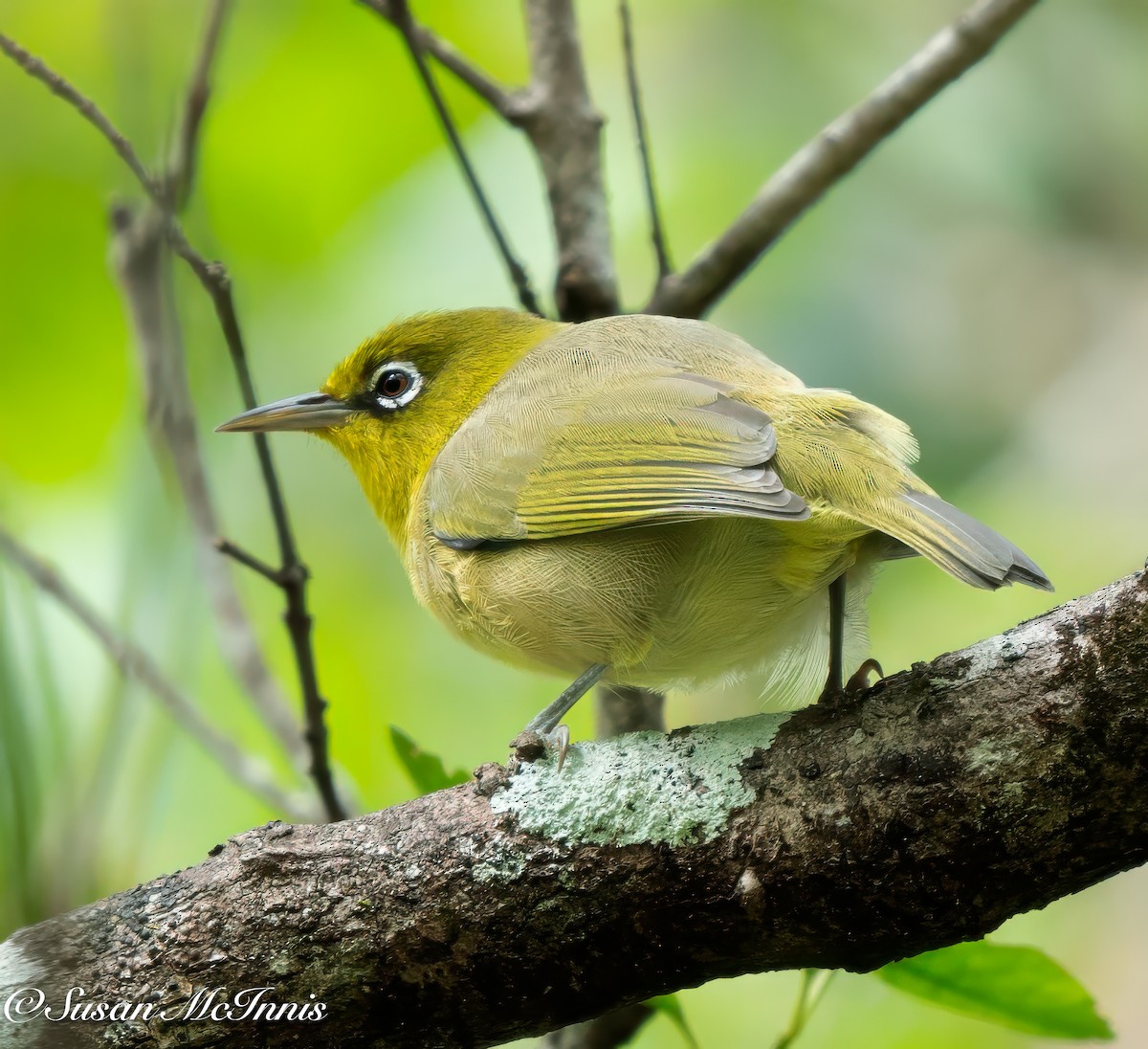 Dünnschnabel-Brillenvogel - ML617968306