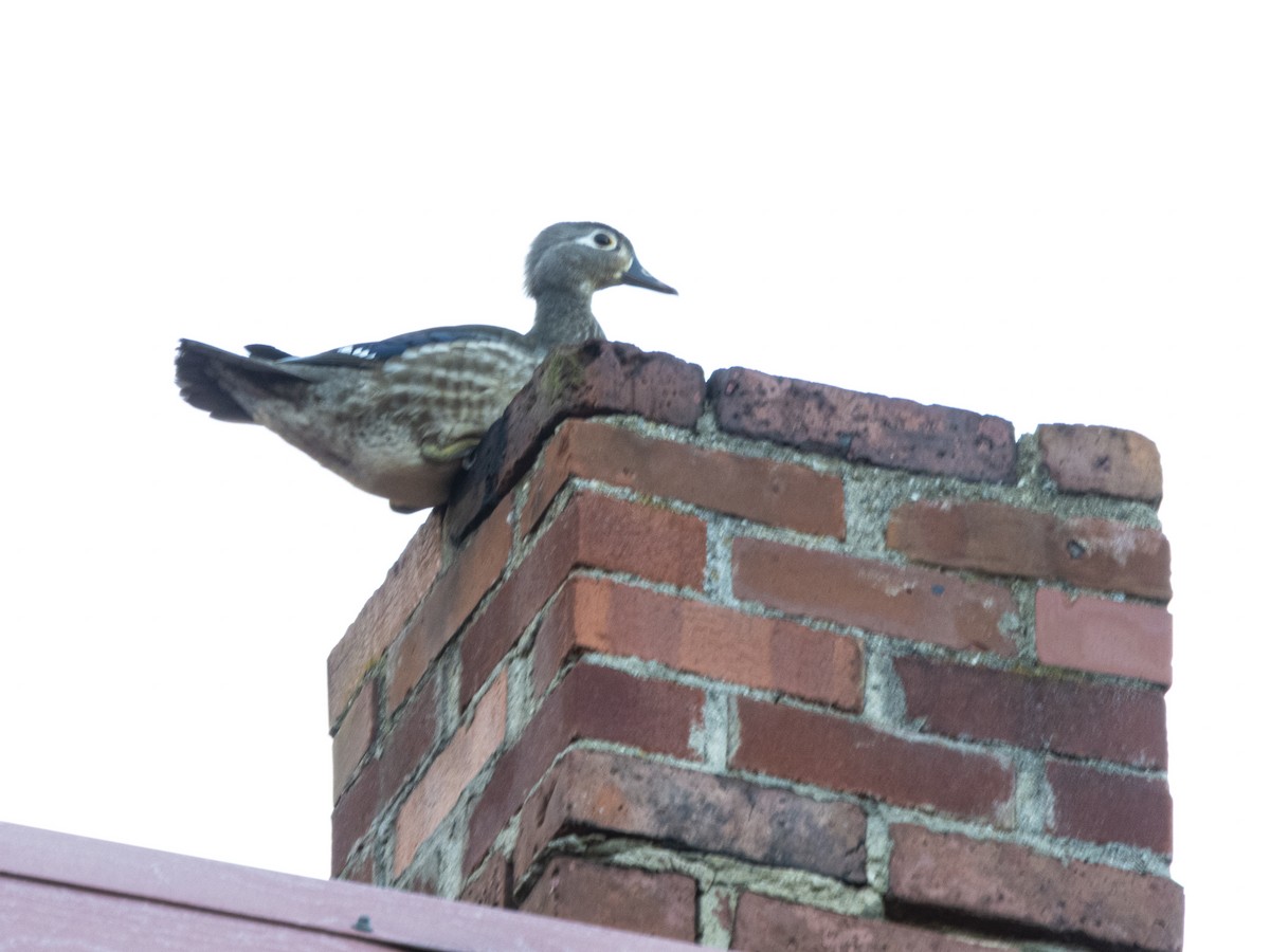 美洲鴛鴦 - ML617968339