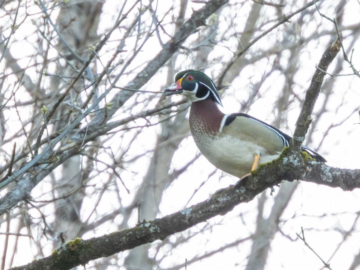 美洲鴛鴦 - ML617968340