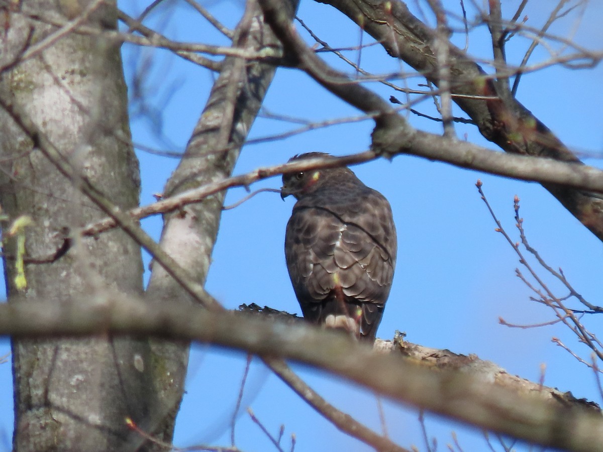 Red-shouldered Hawk - Collin Smith