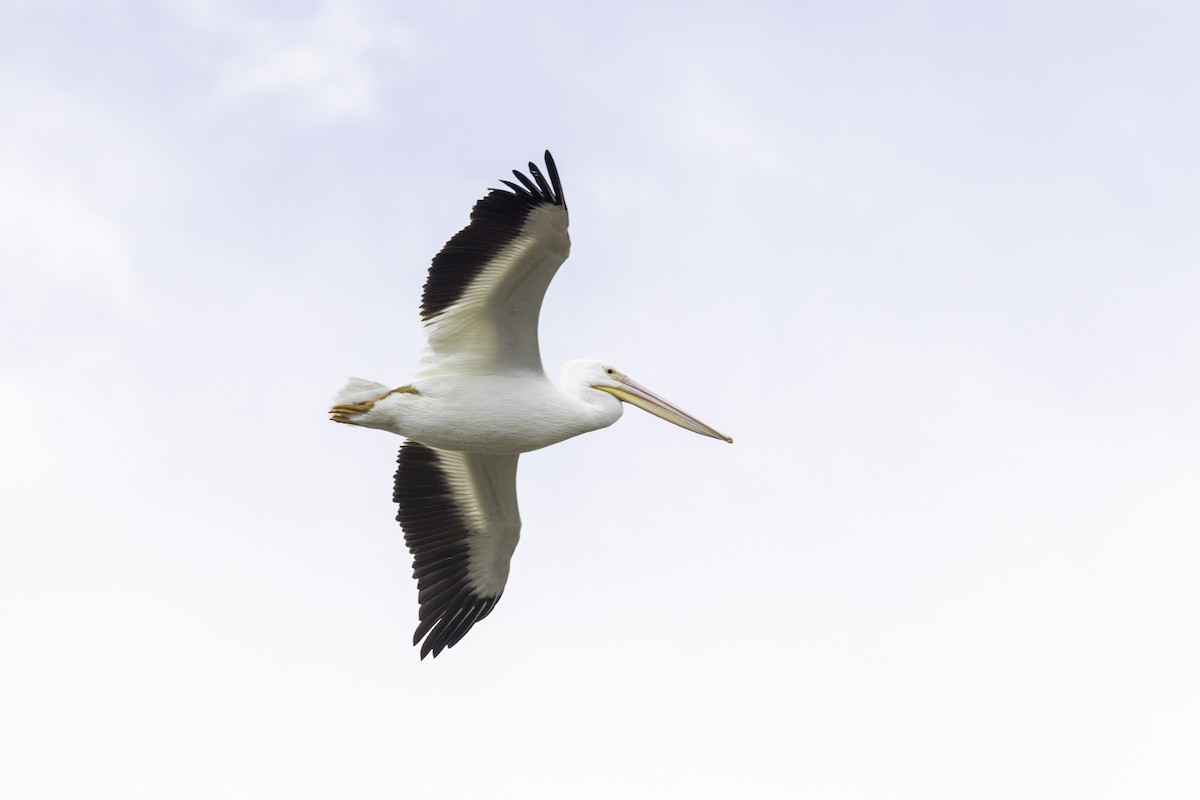 American White Pelican - ML617968371
