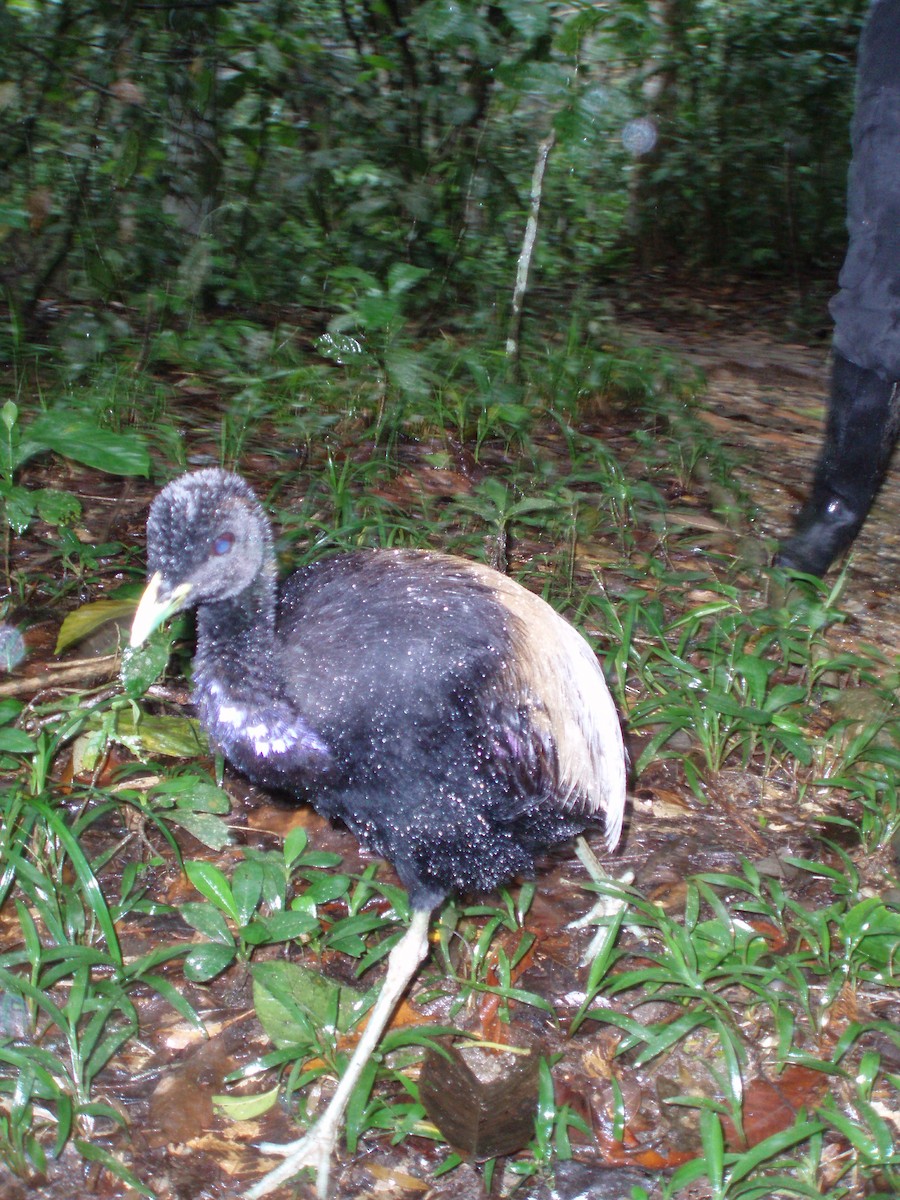Gray-winged Trumpeter (Napo) - Jeffrey Turner