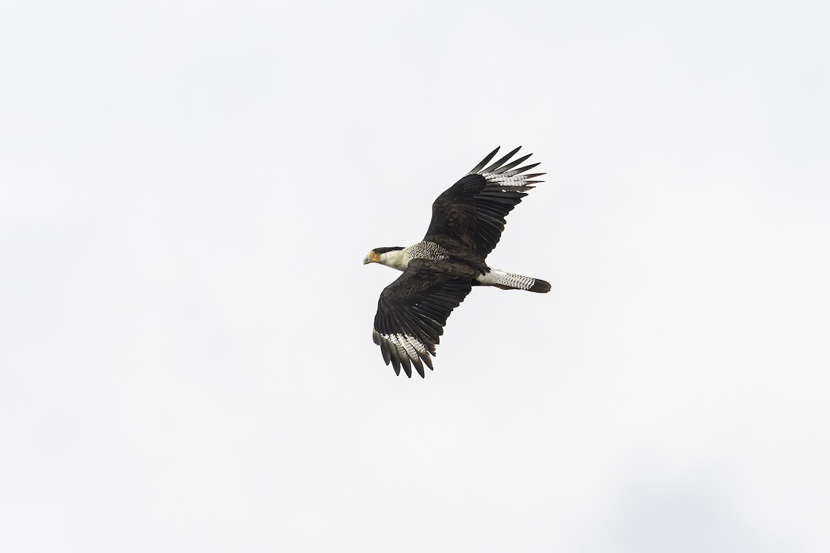 Crested Caracara - ML617968393