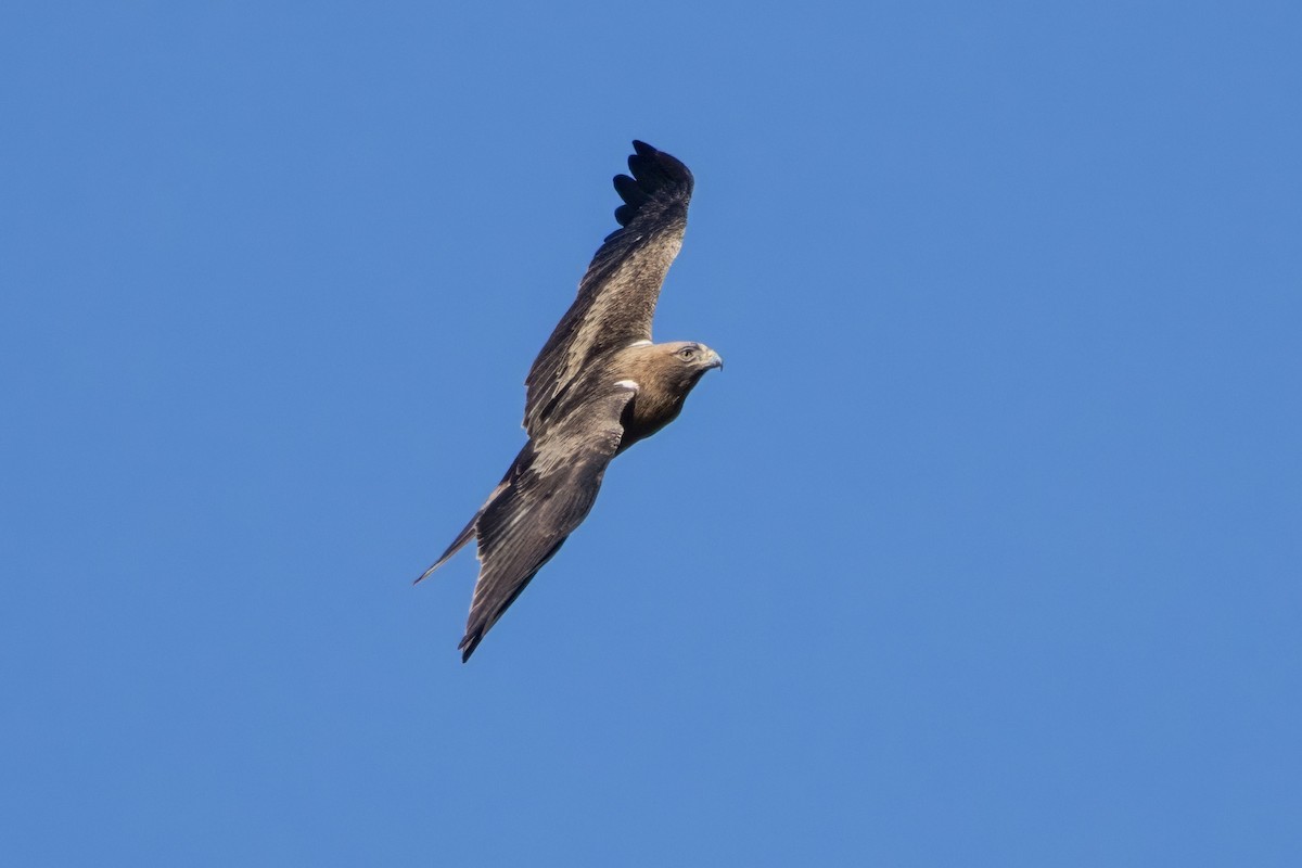 Booted Eagle - ML617968430