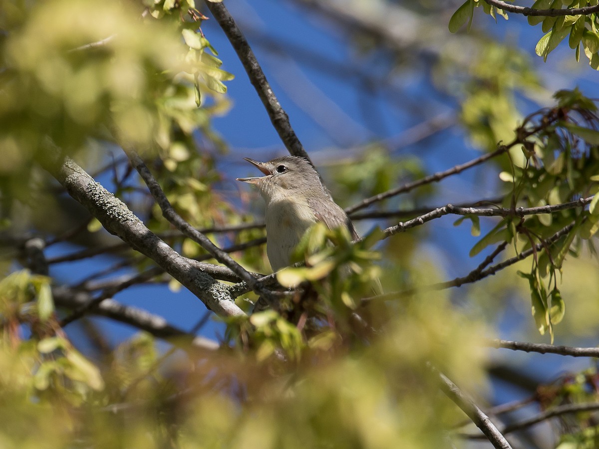 Warbling Vireo (Eastern) - ML617968473