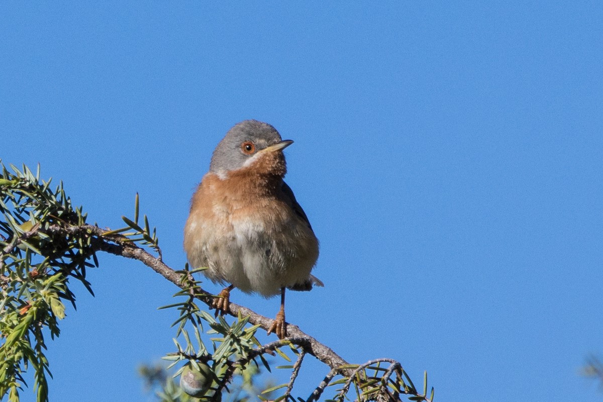 Western Subalpine Warbler - José Nunes