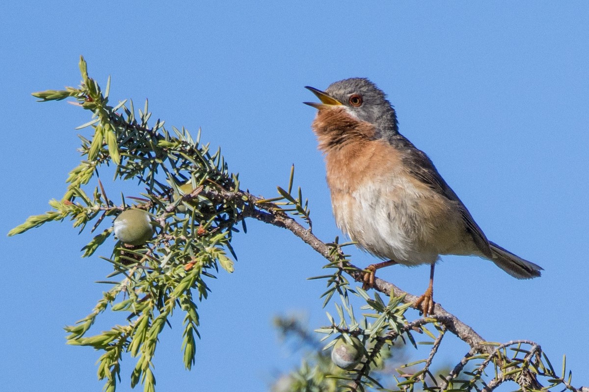 Western Subalpine Warbler - ML617968493