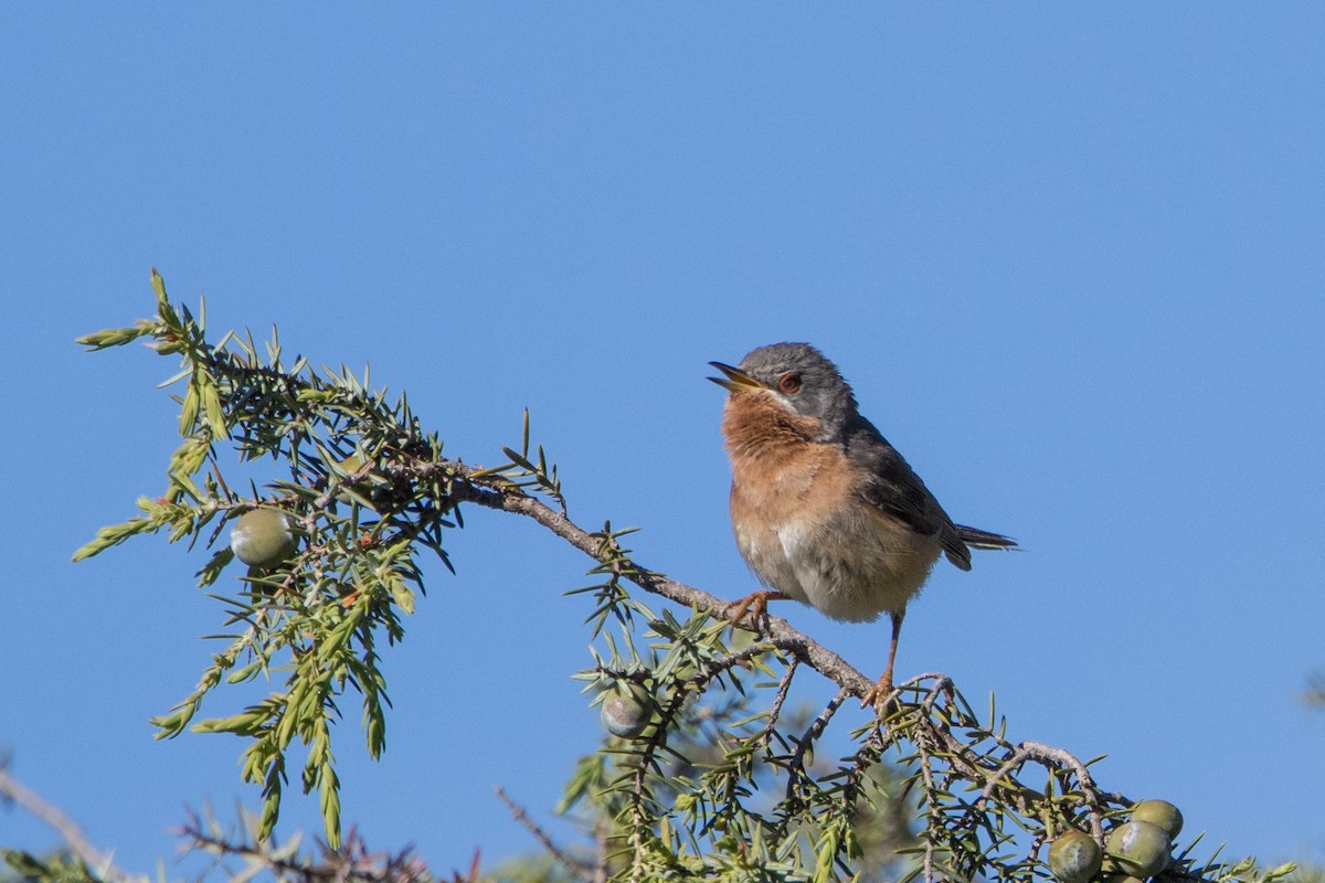 Western Subalpine Warbler - ML617968494