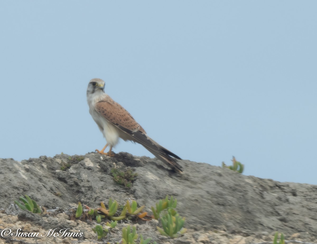 Nankeen Kestrel - ML617968552