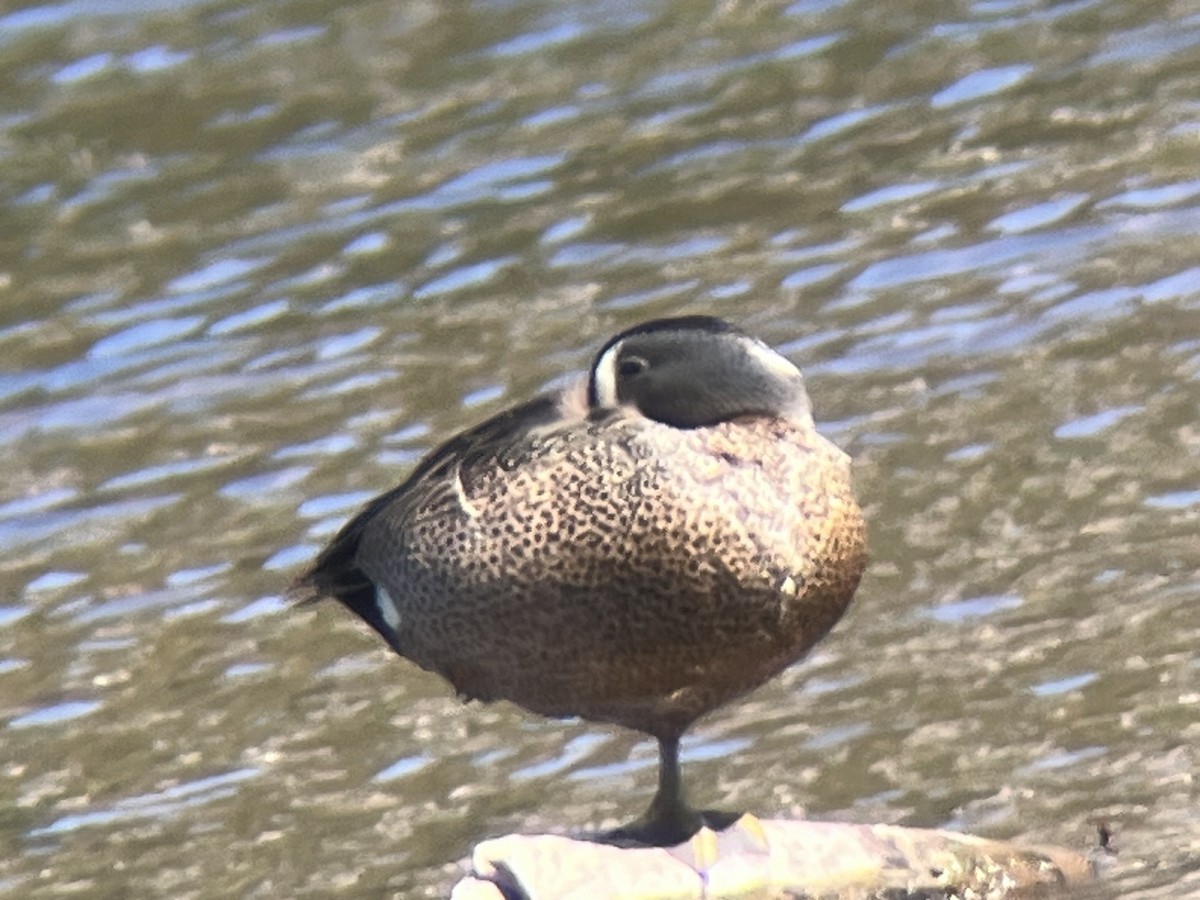 Blue-winged Teal - ML617968564