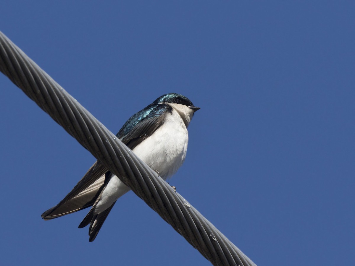 Golondrina Bicolor - ML617968565