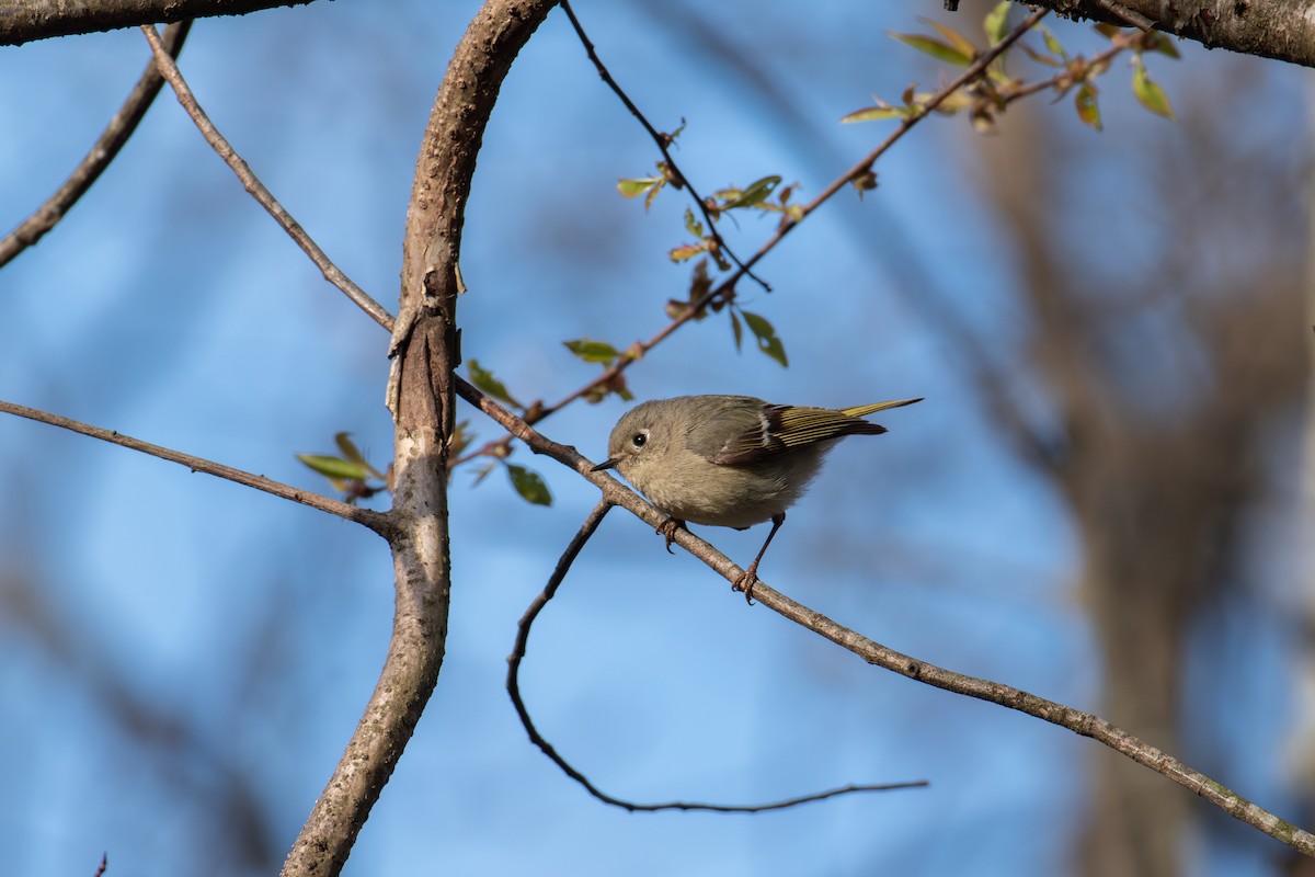 Ruby-crowned Kinglet - ML617968570