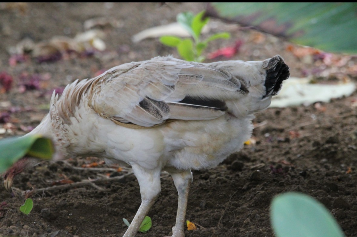 Red Junglefowl (Domestic type) - ML617968635