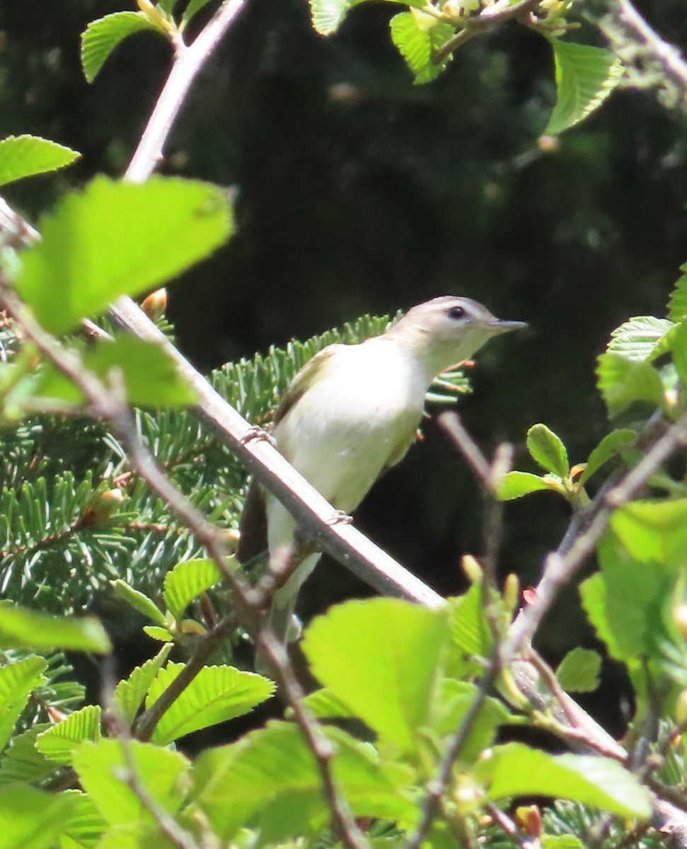 Warbling Vireo - ML617968690