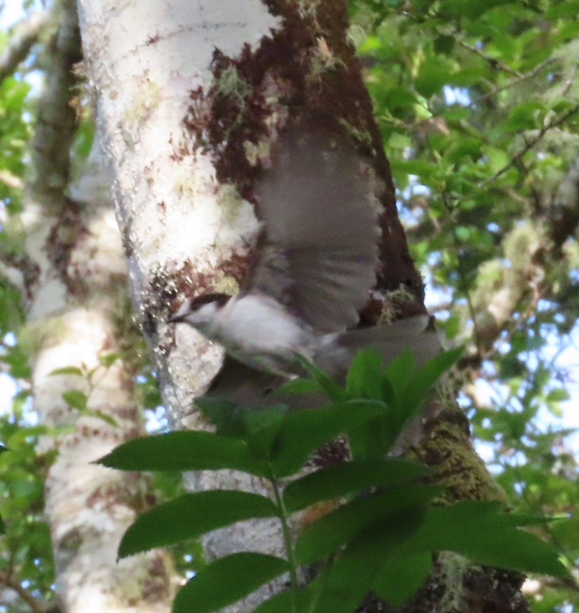 Canada Jay (Pacific) - ML617968701