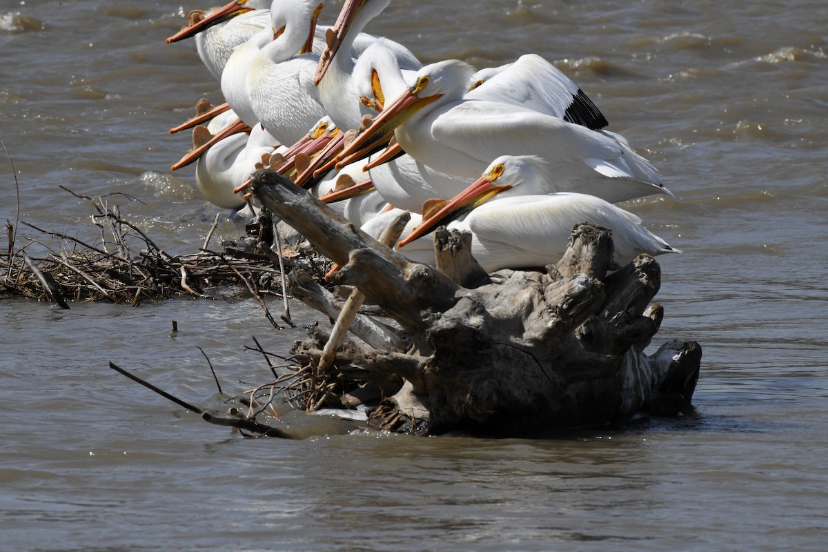 American White Pelican - Mary Steggles