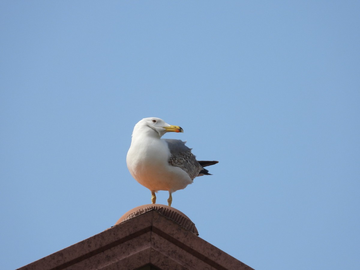 Lesser Black-backed Gull - Elizabeth Stakenborg