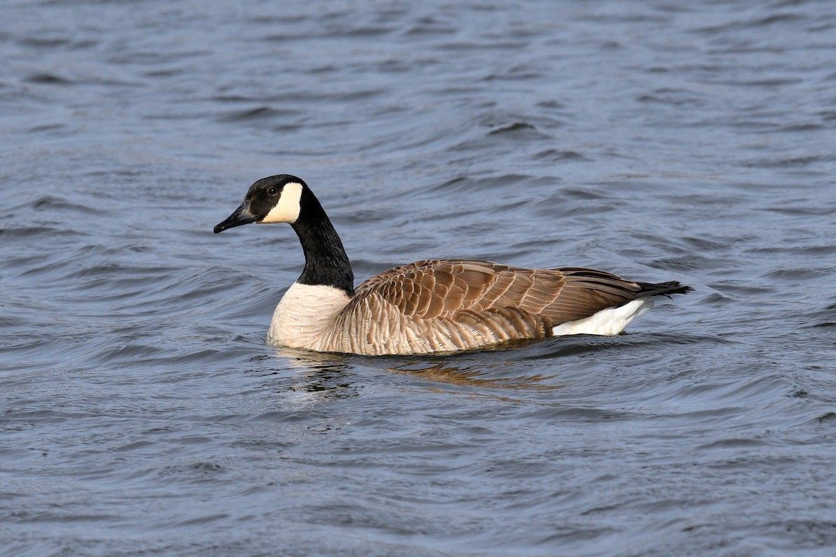 Canada Goose - ML617968785