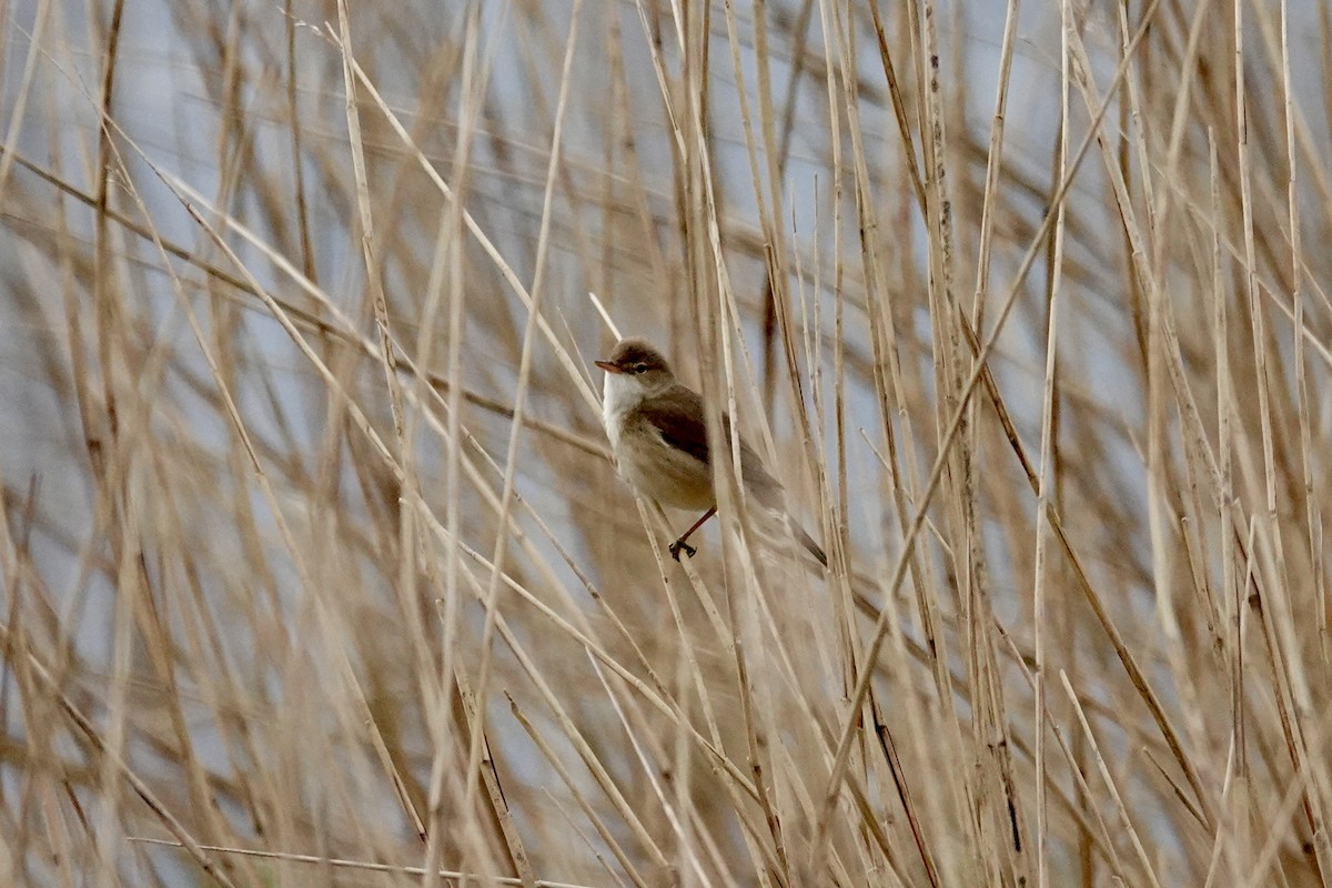 Common Reed Warbler - ML617968786