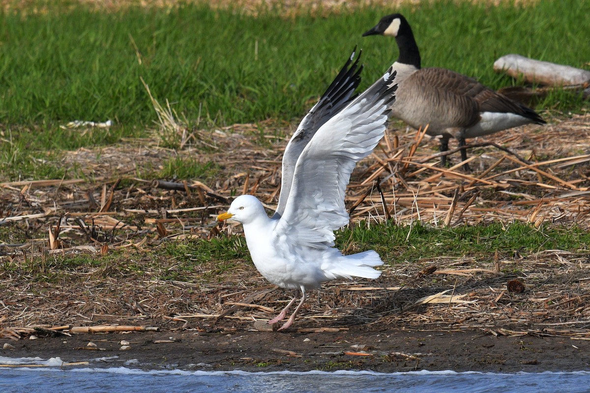 American Herring Gull - ML617968806