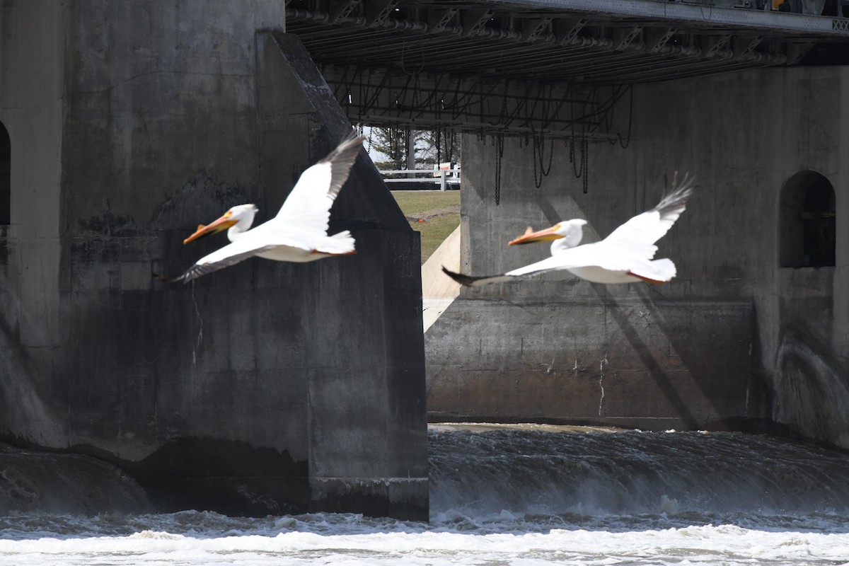 American White Pelican - ML617968807