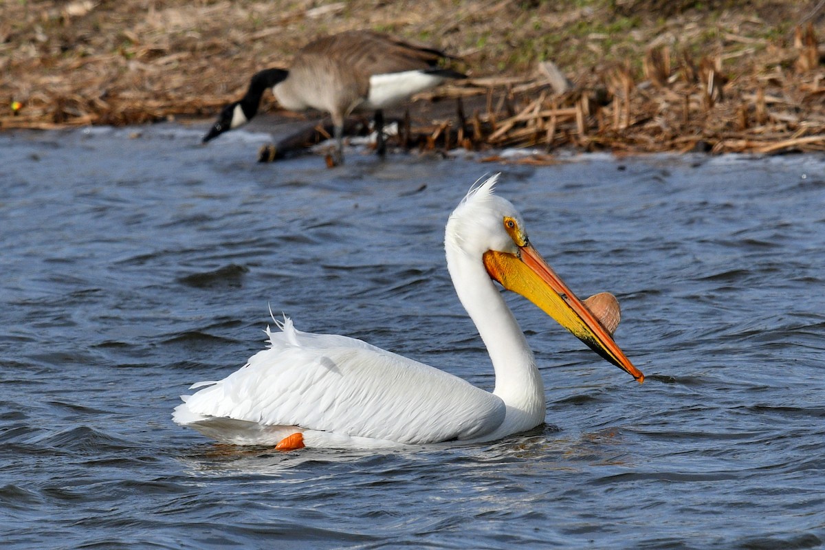 American White Pelican - ML617968814