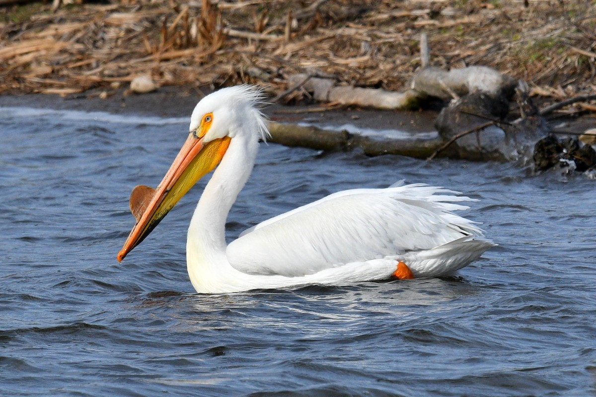 American White Pelican - Joel Trick