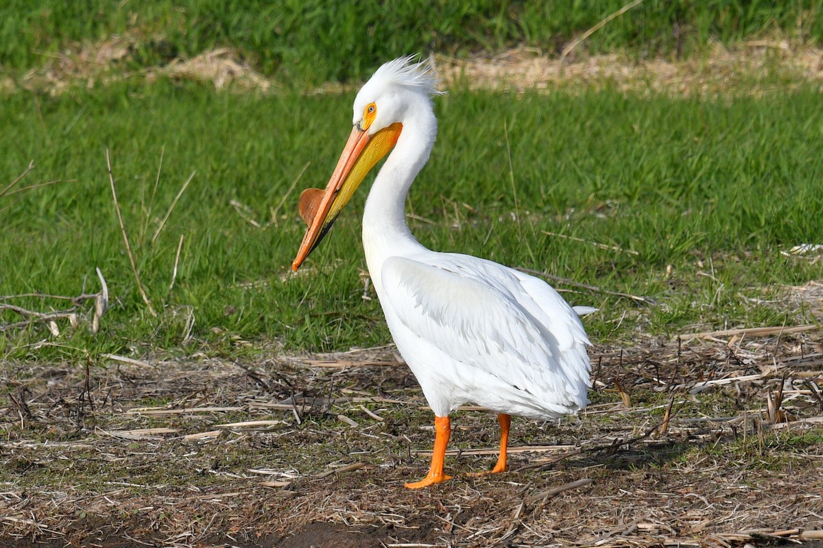 American White Pelican - ML617968823