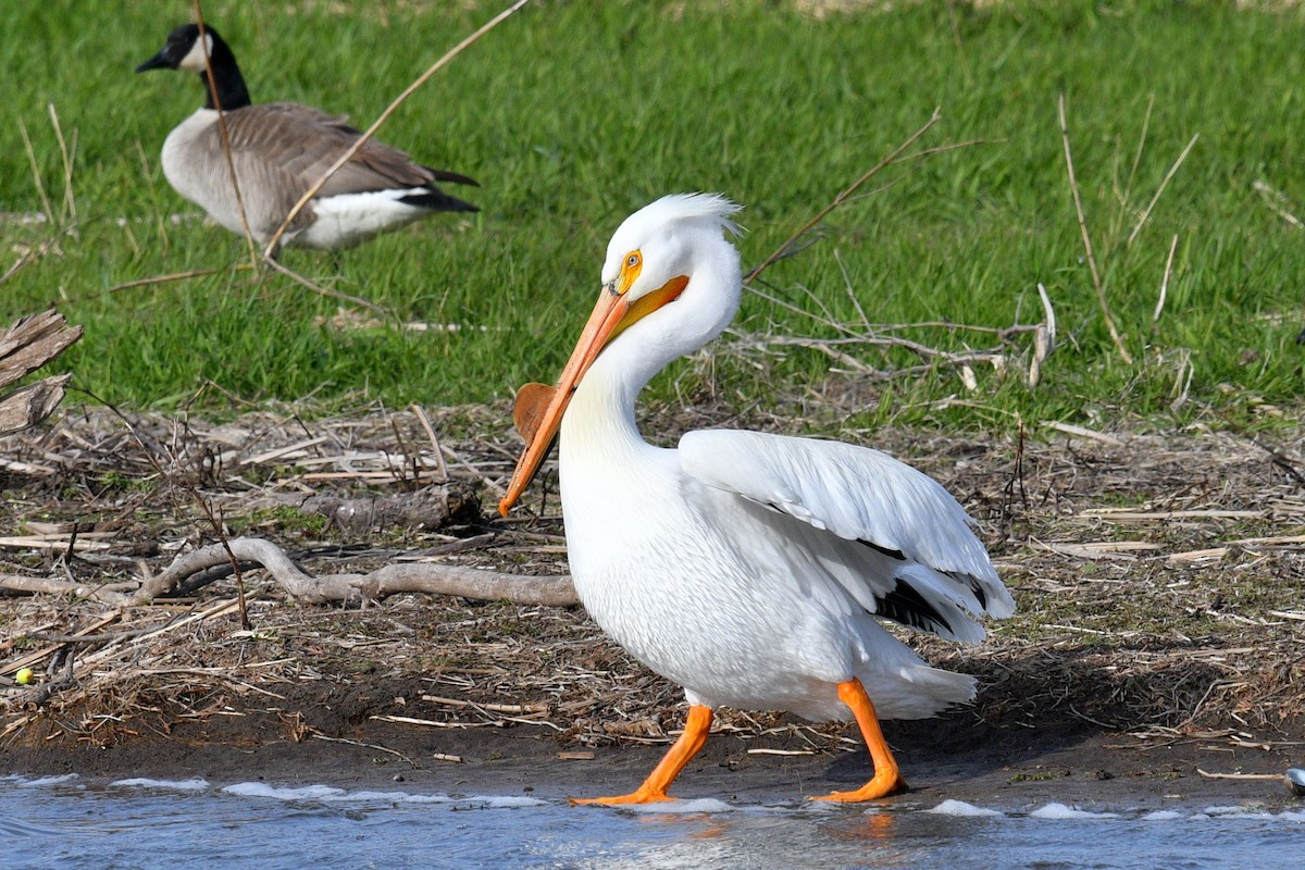 American White Pelican - ML617968826