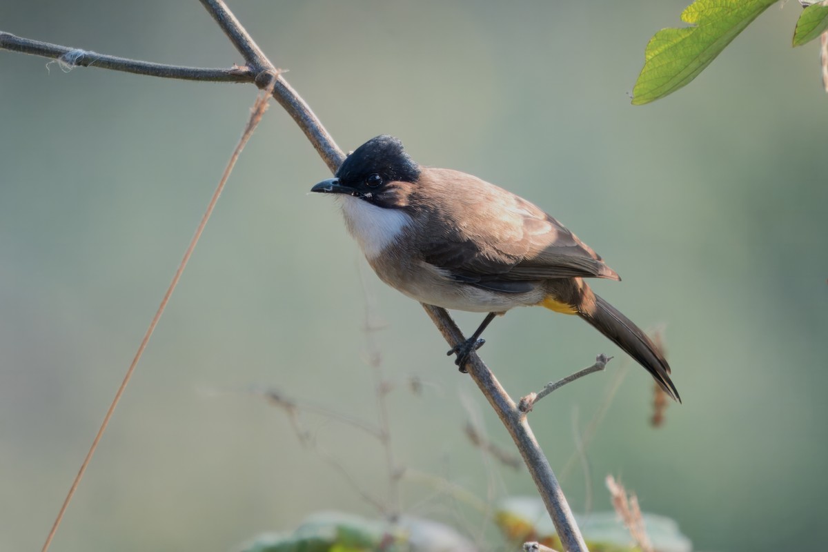 Bulbul à poitrine brune - ML617968829