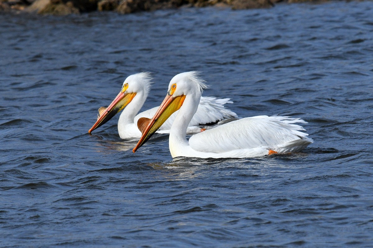 American White Pelican - ML617968830