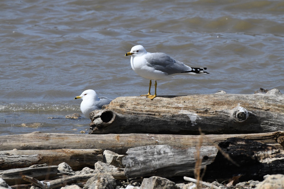 Ring-billed Gull - ML617968871