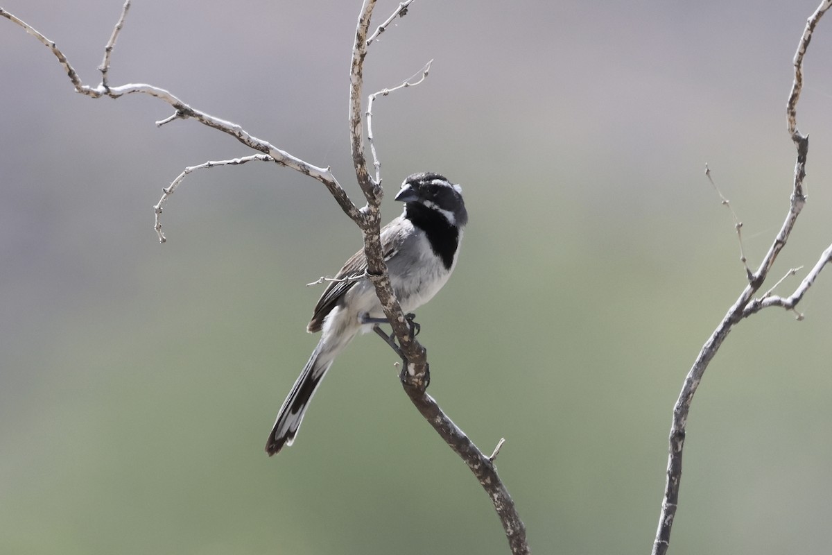 Black-throated Sparrow - Brandon Stidum