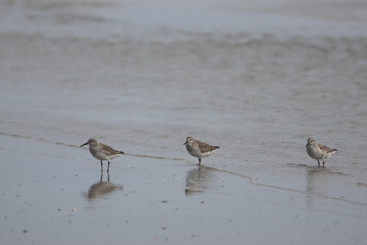 Red Knot - ML617968989