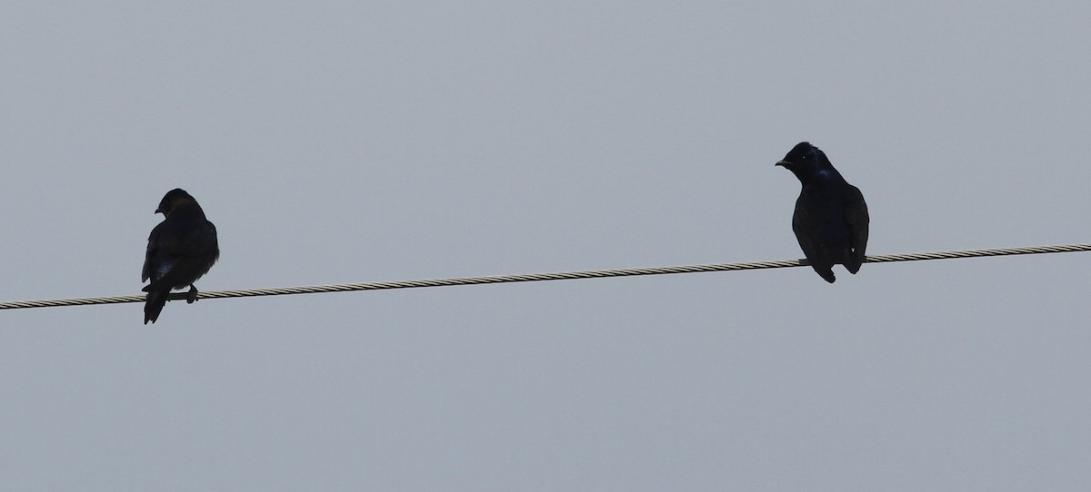 Purple Martin - ML617969029