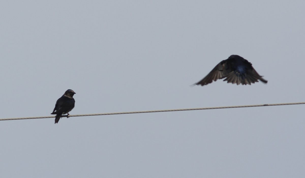 Purple Martin - ML617969030