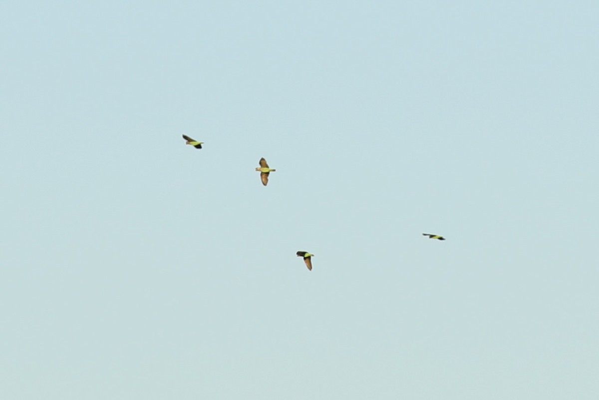 Сероголовый попугай (suahelicus) - ML617969042
