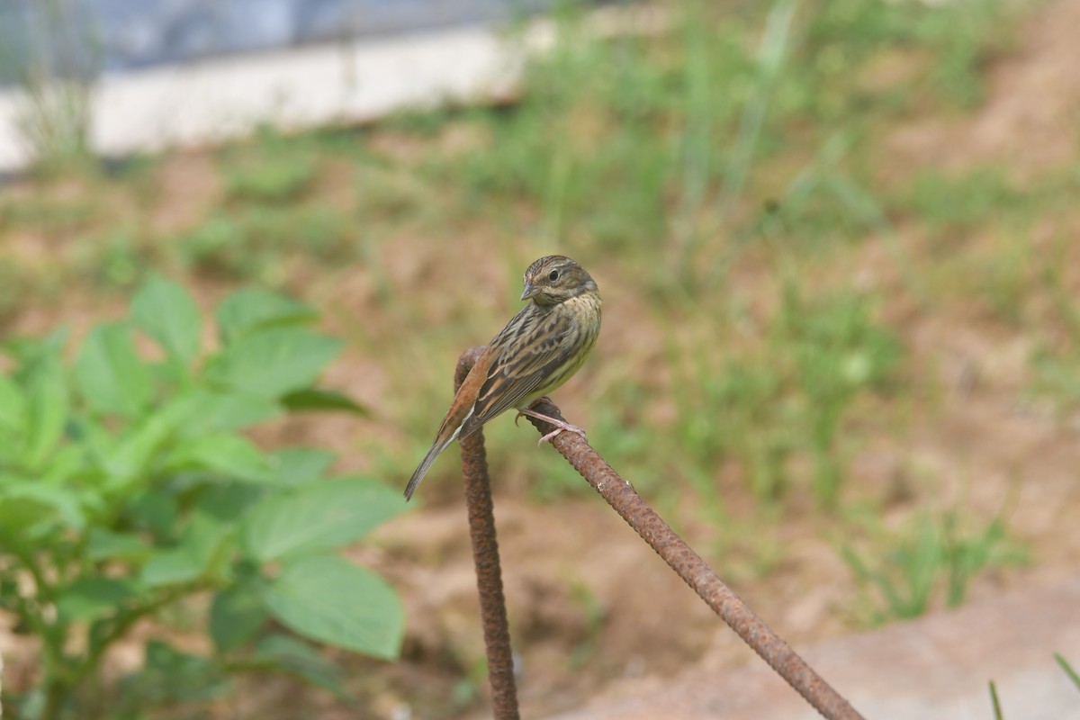 Chestnut Bunting - ML617969044