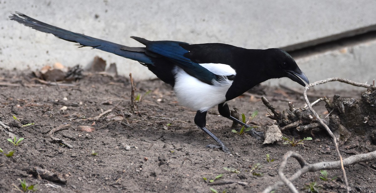 Black-billed Magpie - ML617969068