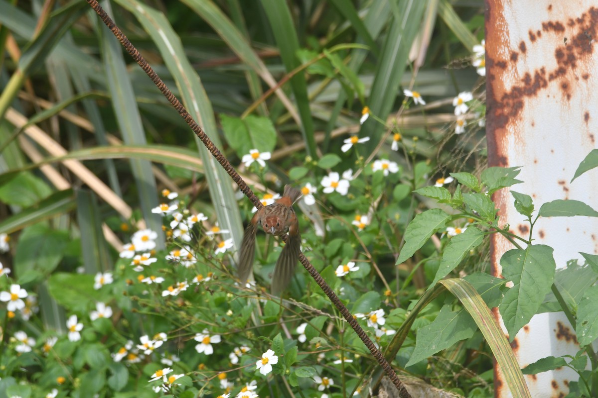 Chestnut Bunting - ML617969073