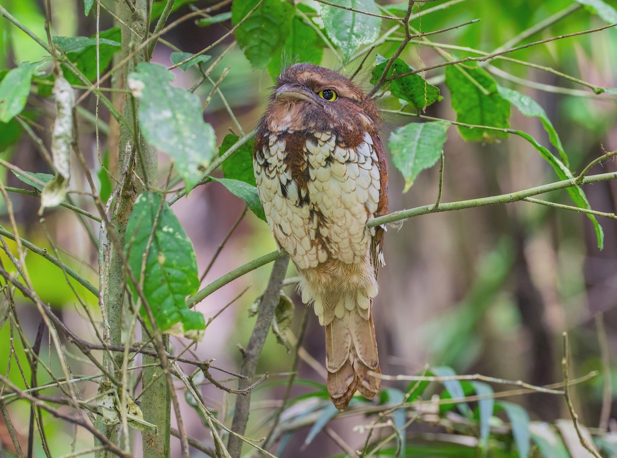 Sumatran Frogmouth - ML617969085