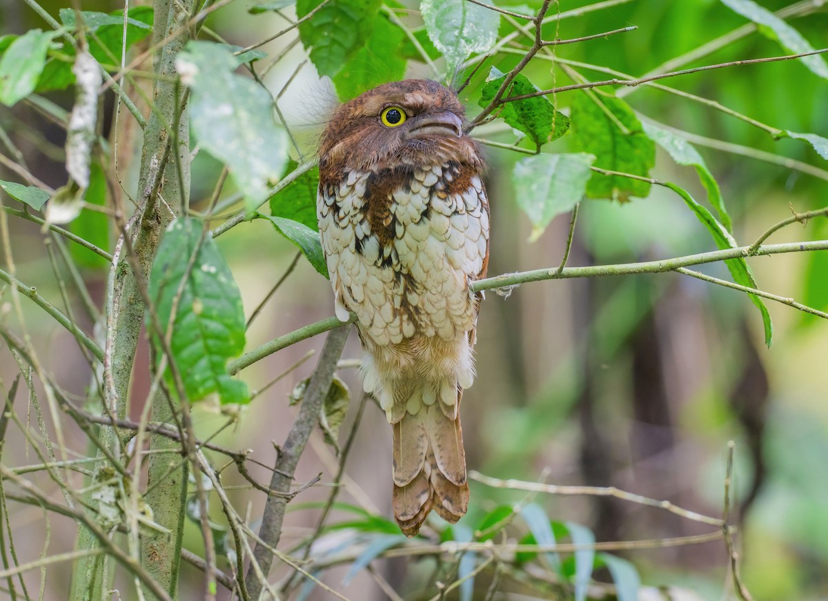 Sumatran Frogmouth - ML617969091