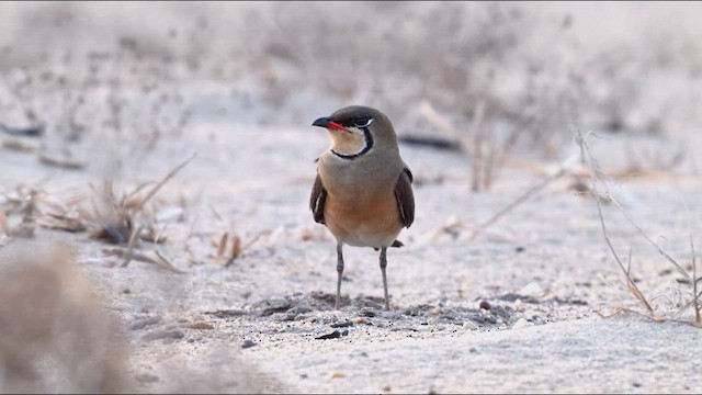 Oriental Pratincole - ML617969099