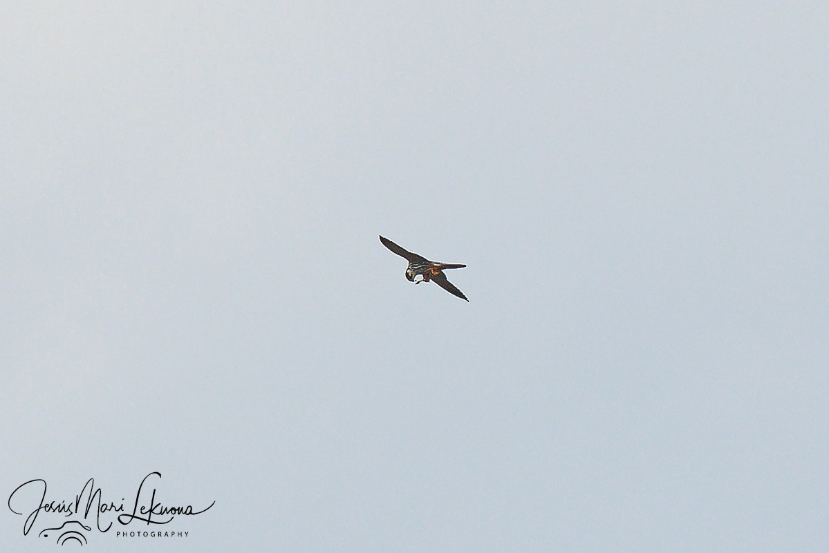 Eurasian Hobby - Jesús Mari Lekuona Sánchez