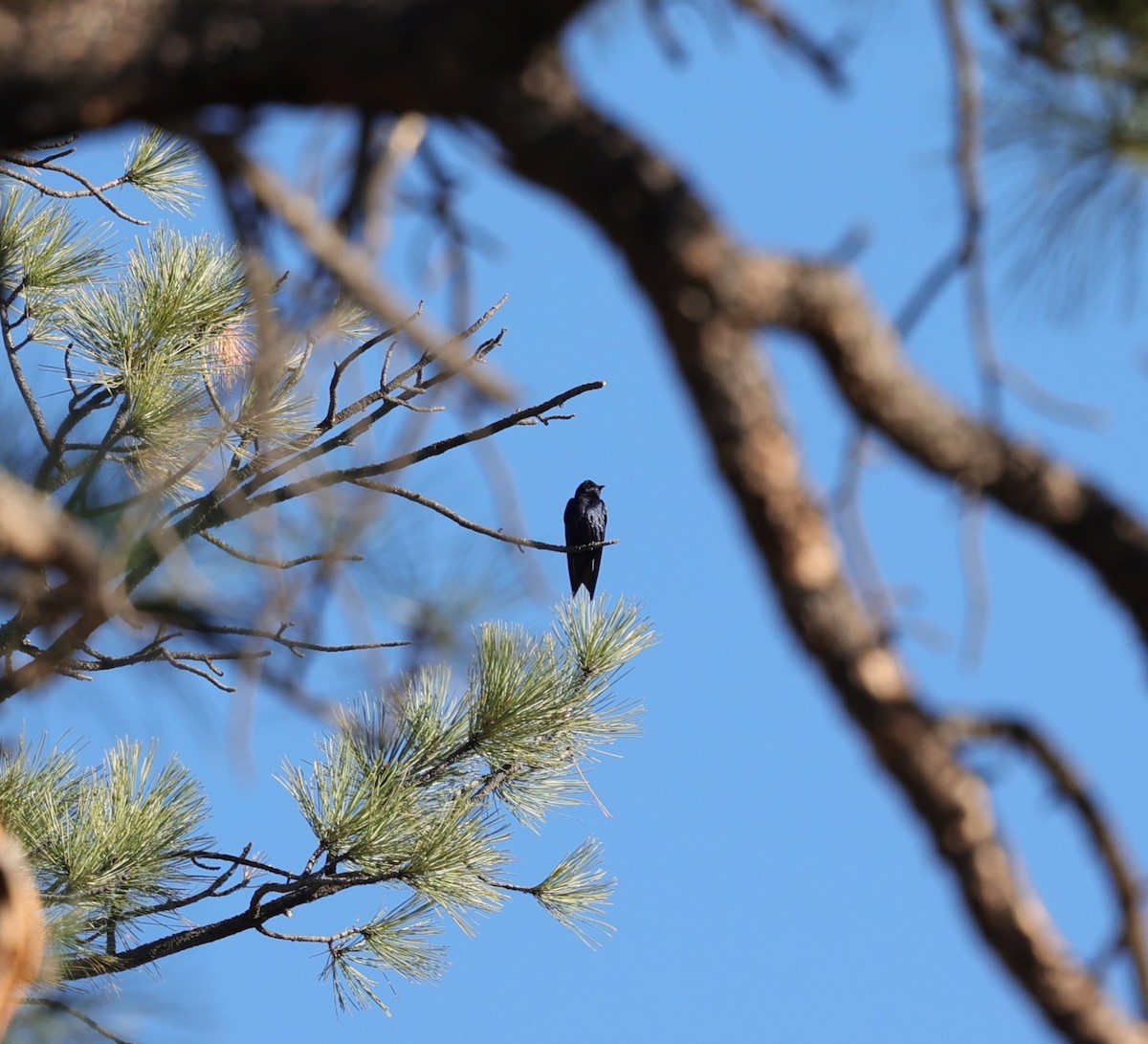 Purple Martin - ML617969159