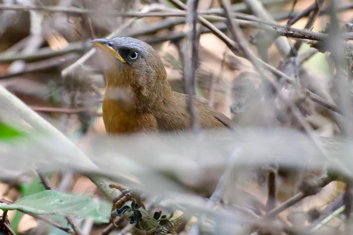 Rufous Babbler - ML617969170