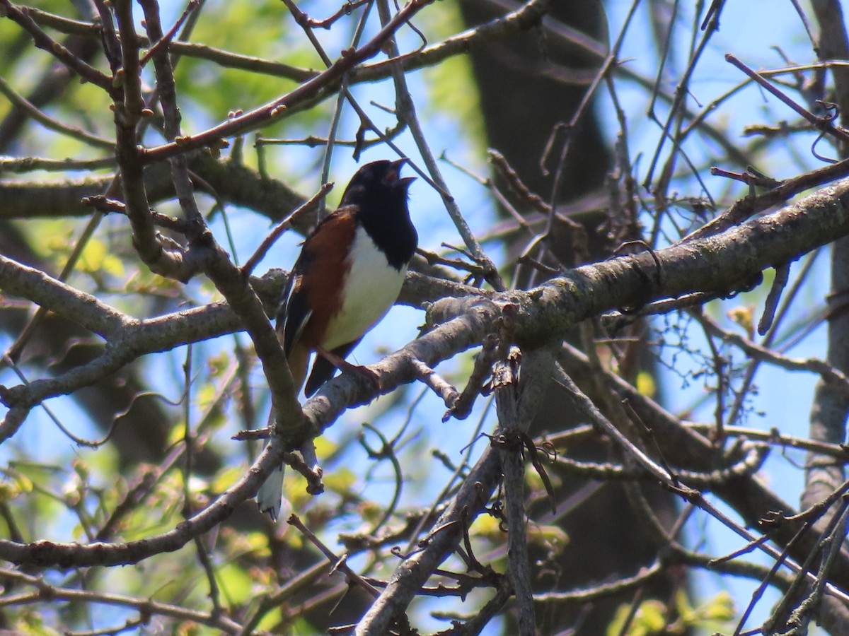 Eastern Towhee - ML617969202