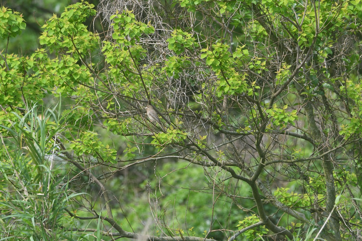 Black-headed Bunting - ML617969212