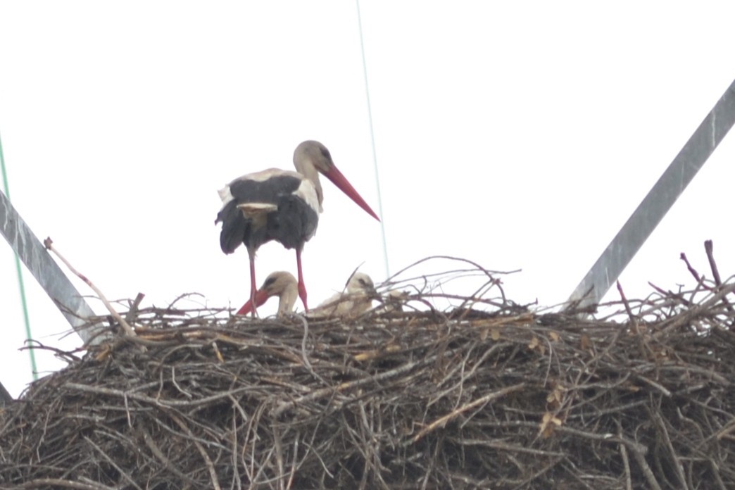 White Stork - ML617969254